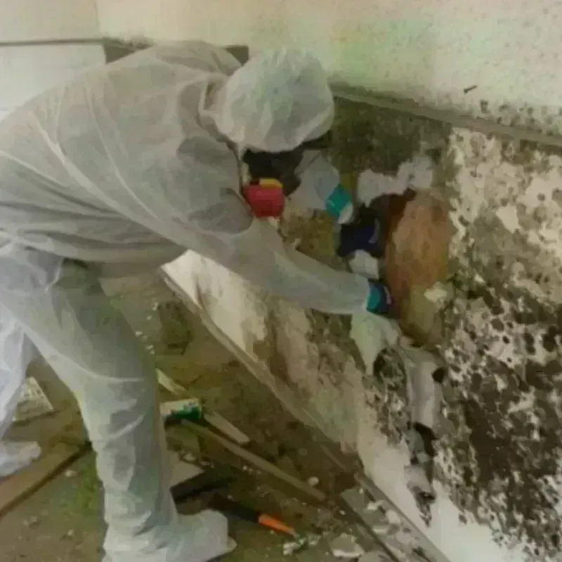 Mold Remediation and Removal in Gallatin County, IL